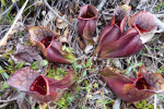 NP KejimKujik: vleesetend plantje